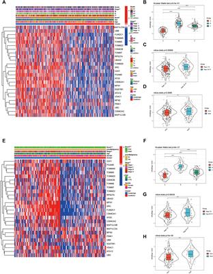 Identification of HCC Subtypes With Different Prognosis and Metabolic Patterns Based on Mitophagy